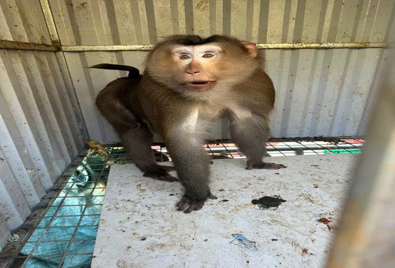 Người dân xã Ea Knuếc (ĐắkLắk) giao nộp khỉ Mốc quý hiếm.